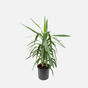 Thebestonline Çelik Yucca, 2 Adet