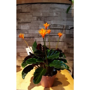 Ergün Çiçekçilik Calathea Crocata