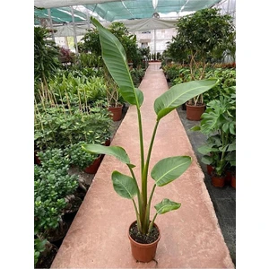 Taha Çiçekçilik Starliçe Cennet Kuşu Fidanı 70 cm Güneşli Yerde Yetişebilir Güney Afrika Menşeli