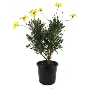 The Best Online Euryops - Sarı Çalı Papatyası 5 Adet