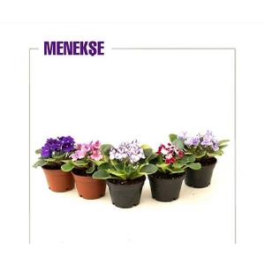 Botanik Bahçem Mini Menekşe 5'li Set 10,5 cm