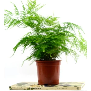 Nishida Tasarım Kuşkonmaz Asparagus (İthal)