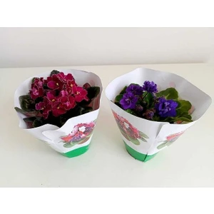 Afrika Menekşesi 2'li Süpriz Renk