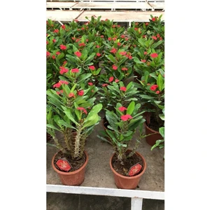 Dikenler Tacı Çiçekli Ithal Hollanda Bitkisi