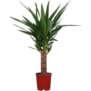 Yucca Jawel Çiçeği Yukka Bitkisi Yuka Çelik Gövde 40 50 cm Ev Bitkisi Salon Bitkisi Ofis Bitkisi