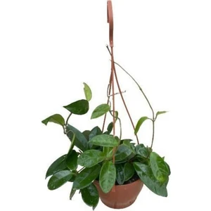 Mum Çiçeği Kokulu Hoya Carnosa