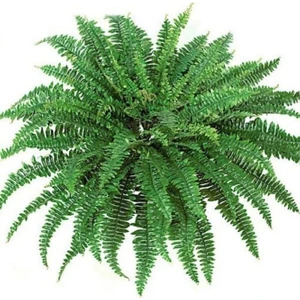 Aşk Merdiveni Fujer Nephrolepis Exaltata Eğrelti Otu 15 cm Saksı 30 cm Uzunluk