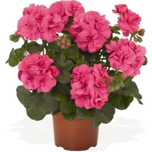 Saksılı Açık Pembe Yavruağzı Sardunya Çiçeği 10-20 cm