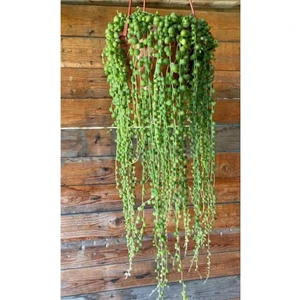 Sena Botanik Tesbih Çiçeği Askılı 60 - 70 cm Saksı Çapı 19 cm