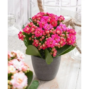 Açık Pembe Canlı Kalanchoe Çiçeği Saksılı Ithal Küçük Saksıda