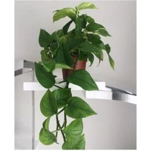 Salon Sarmaşığı Pothos Çiçeği Patos Çiçeği