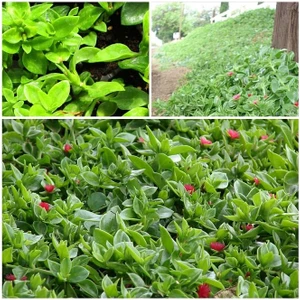 Doğa Çiçekçilik 5 Adet Buz Çiçeği Fidesi