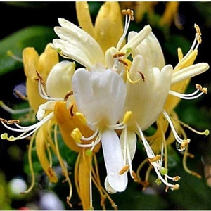 Tüplü / Saksılı Hanımeli Sarmaşık Fidanı