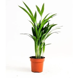 Ebotanik Videolu Mini Salon Palmiyesi 1 Adet - Saksılı 30-40 cm Areka Palmiyesi Salon Bitkisi (Chamaedorea )