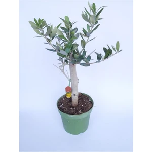 Zeytin Bonsai Ağacı