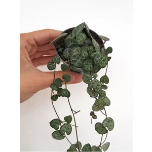 Ithal Ceropegia Woodii Ithal Kalp Kalbe Karşı Çiçeği