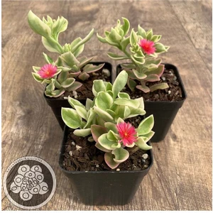 Doğa Çiçekçilik 3 Adet Buz Çiçeği Fidesi