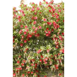 Online Botanik Fırça Çalısı (15~20 Cm)