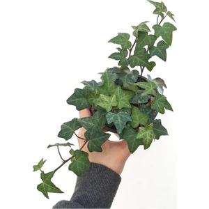 Hedera Helix Yeşil Yapraklı Sarmaşık