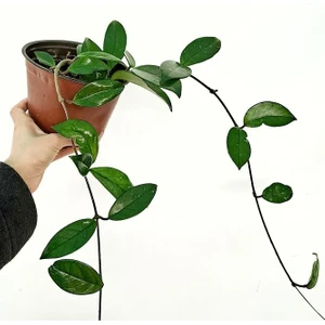 Hoya Carnosa Mum Çiçeği