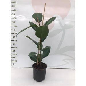 Baydem Sera Kauçuk Çiçeği - Ev Ofis Çiçeği