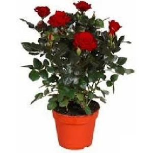 Bodur Gül Saksıda Minyatür Gül Kırmızı