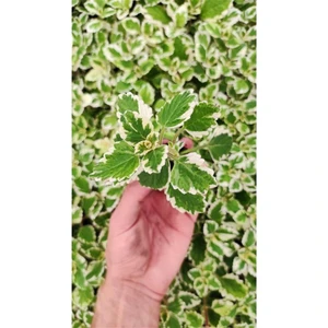 Plectranthus Coleoides ( Kokulu ) Fidesi