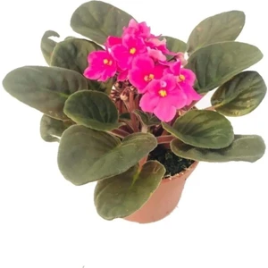 Thebestonline Pembe Afrika Menekşesi