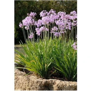 Tulbaghia Violacea Sarımsak Çiçeği Saksıda