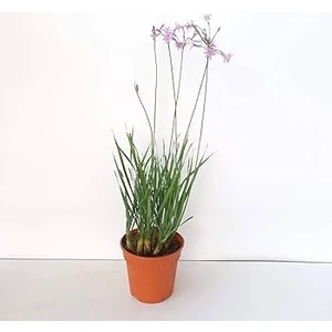 The Best Online Thebestonline Tulbaghia Violacea Sarımsak Çiçeği Saksıda