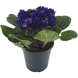 Thebestonline Mor Afrika Menekşesi