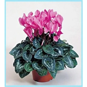 Parmia Garden Canlı Pembe Sıklamen Çiçeği