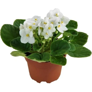 Thebestonline Beyaz Afrika Menekşesi