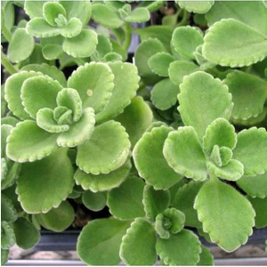 Can Tropikal Plectranthus Amboinicus Mis Kokulu Küba Kekiği Sukulent