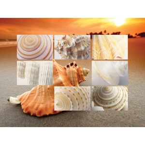 Funny Design Tepsili Diz Minderi - Shells