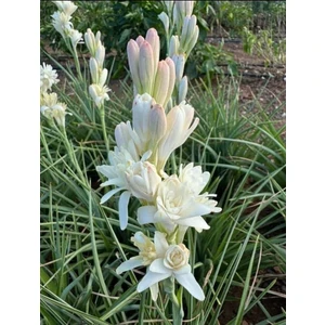 5'li  Sümbülteber Soğanı