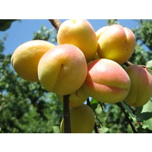 Şekerpare Kayısı Fidanı 3 Yaş Tüplü ve Aşılı