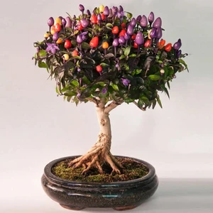 Bonsai Süs Biberi Tohumu 4 Renkli Biber Bonsai Yapılabilir Kalıcı