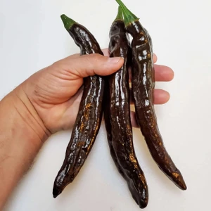 Pasilla Banjio Acı Biber Tohumu Pasilla Bajio Hot Pepper Capsicum Annuum