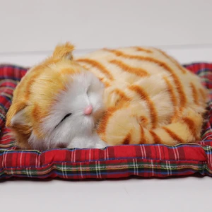 Piraye Gift Minderde  Yatan Sevimli  Sarı Kedi