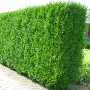 Yeşil Mazı Fidanı 5 Adet -  Çit Bitkisi ( Thuja Orientalis )
