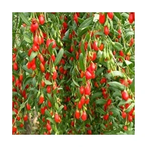 Masal Garden Gojiberry (Dameye ) Fidanı Tüplüdür