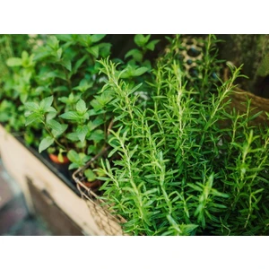 Masal Garden Yabani Kekik Fidanı