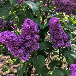 Masal Garden 1 Adet Ebruli Leylak Fidanı