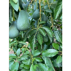 Avokado 3kg
