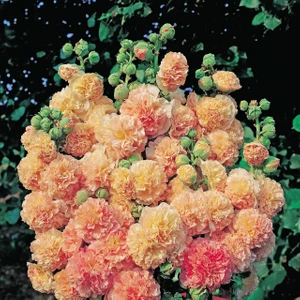 Peaches N Dreams Gülhatmi Tohumu Alcea Katmerli Şeftali Renkli