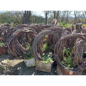 3-4 Metre Sultaniye Üzümü