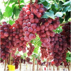 3-5 Metre Redglobe Üzüm Fidanı