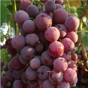 4 Yaş 5/7 M Boy Cardinal Üzüm Fidanı