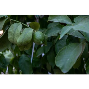 Tüplü Aşılı Lamas Limon 3 Yaş Boy 110-140 cm